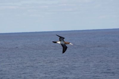 Seagull flying over sea