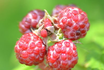 Close-up of strawberries