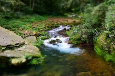 Scenic view of waterfall in forest