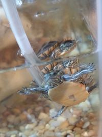 Close-up of plant against blurred background