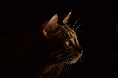 Close-up of a cat looking away
