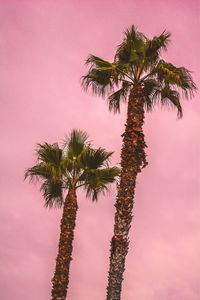 Low angle view of coconut palm tree against sky during sunset