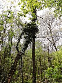 Low angle view of trees in forest