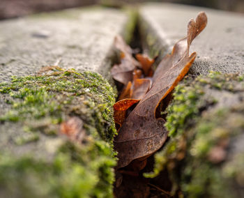 Close-up of dry leaves on moss