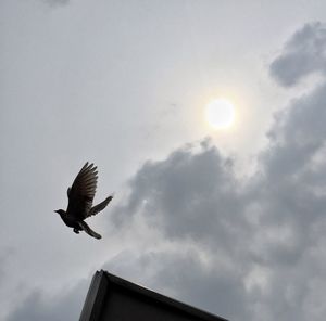 Low angle view of bird flying in sky