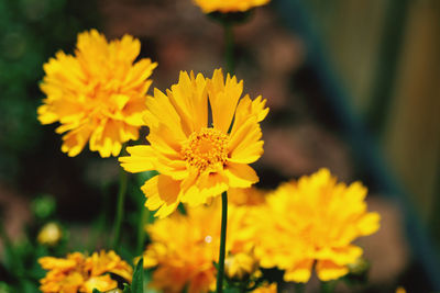 Close-up of yellow flowering plant on field