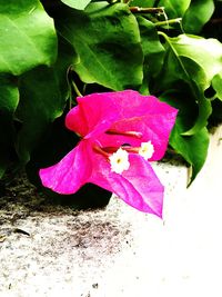 Close-up of pink flowers