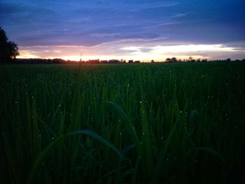 Crops growing on field against sky during sunset