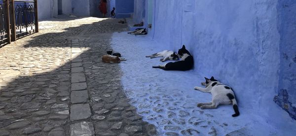 High angle view of a cat