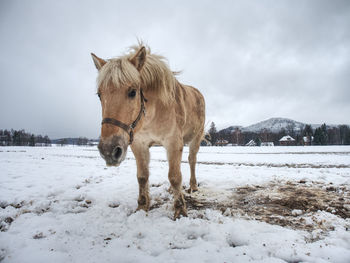 Horse on snow covered field against sky