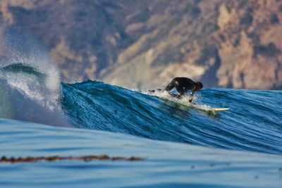 View of dog swimming in sea