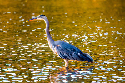 Close-up of gray heron in water