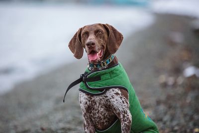 Portrait of dog sitting at beach