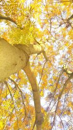 Low angle view of trees