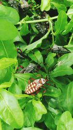 Close-up of butterfly on plant