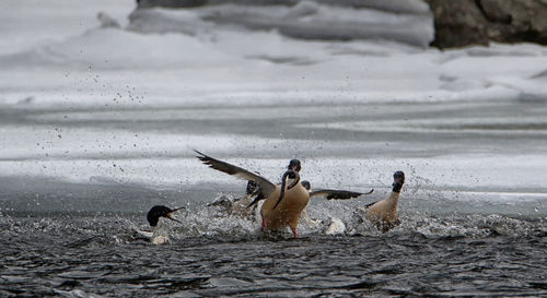 View of birds on beach
