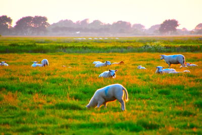 Sheep in a field