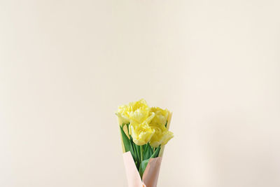 Beautiful yellow peony-shaped tulips for mother's day, birthday, march 8 in dusty pink paper