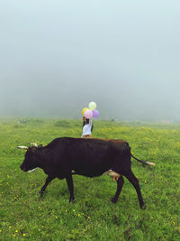 Cow standing in a field