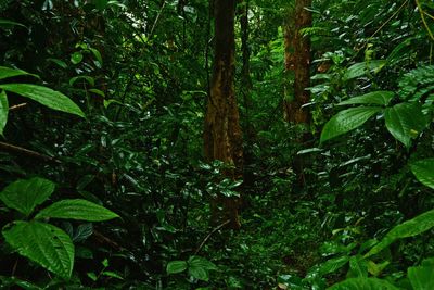 Close-up of tree in forest