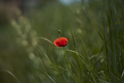 Close-up of red poppy growing on field