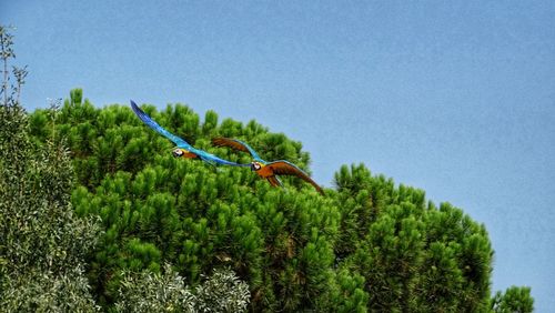 View of bird flying against the sky