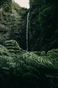 Scenic view of waterfall in forest