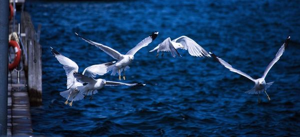 Seagulls flying over sea