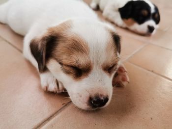 Close-up of puppy sleeping on floor. aramis 