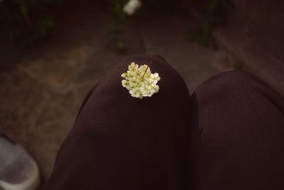 Close-up of white flowers