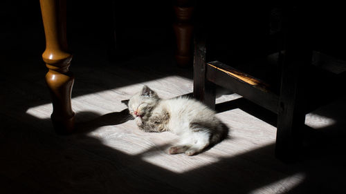 High angle view of cat resting on floor