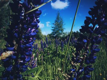 Close-up of purple flowers hanging on tree