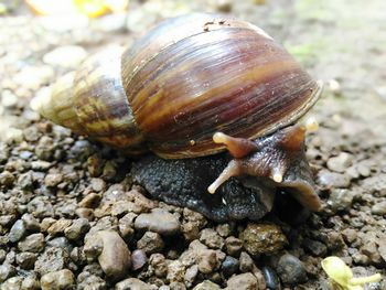 Close-up of snail on footpath