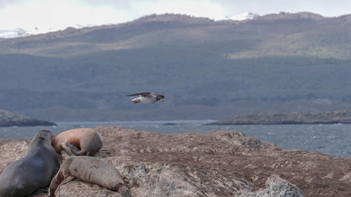 Seagull flying over sea against mountain