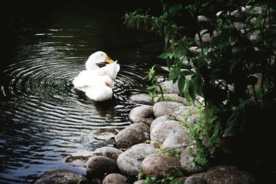 White duck swimming in lake