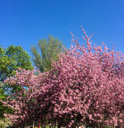 Low angle view of cherry blossom against blue sky