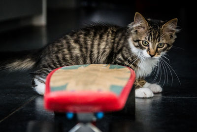 Close-up portrait of a cat on floor at home