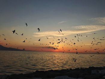 Flock of birds flying over sea