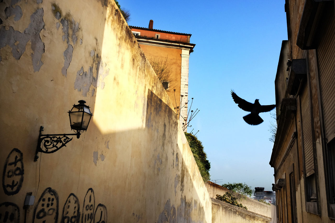 LOW ANGLE VIEW OF BIRDS FLYING IN BUILDING