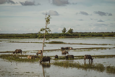 Horses in a lake