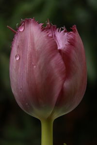 Close-up of water drops on pink flower