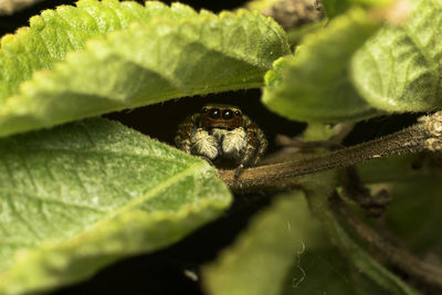 Close-up of insect on leaves