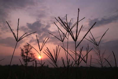 Close-up of silhouette plants on field against sunset sky