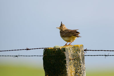 Bird perching on wooden post against sky