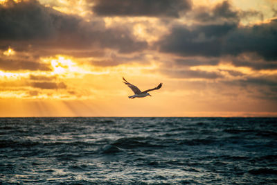 Seagull flying over sea