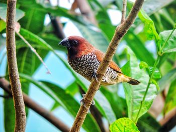 Close-up of a bird perching on branch