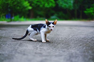 Portrait of stray kitten on road