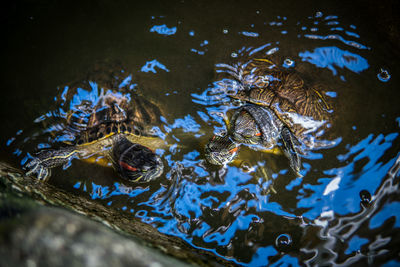 High angle view of tortoises swimming in pond