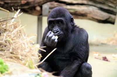 Close-up of chimpanzee