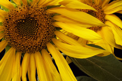 Close-up of sunflower blooming outdoors